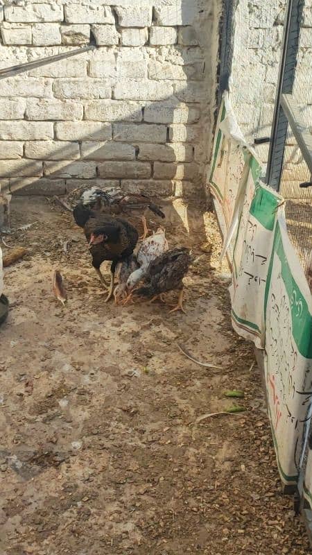 aseel hen with 6 aseel chicks 1