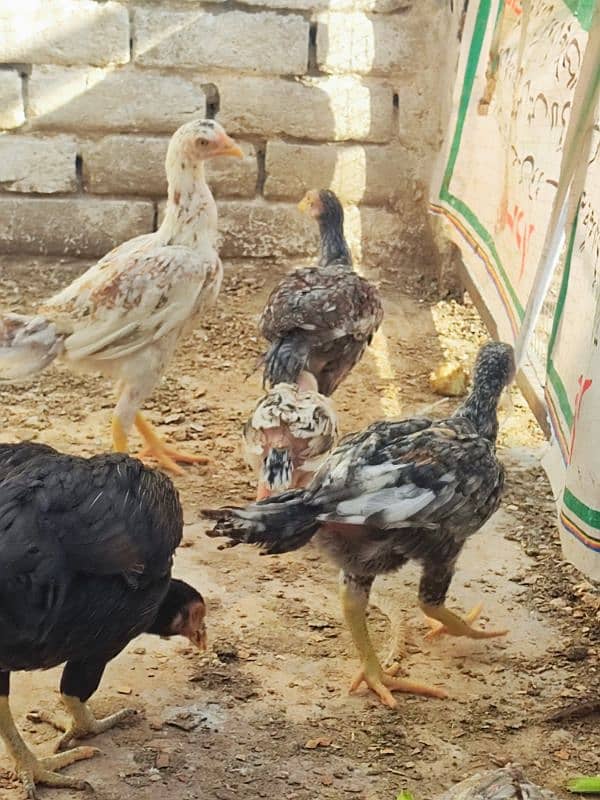 aseel hen with 6 aseel chicks 2