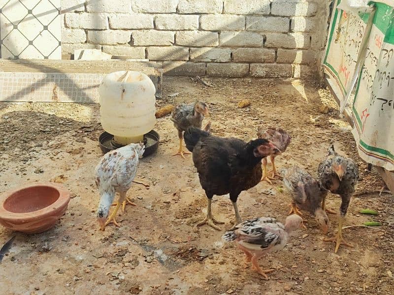 aseel hen with 6 aseel chicks 6