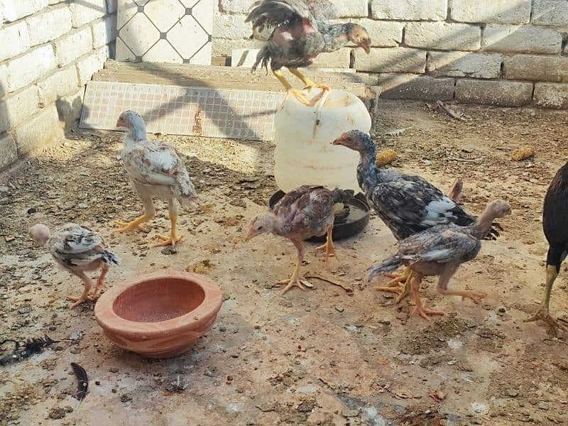 aseel hen with 6 aseel chicks 7