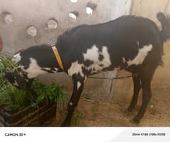 Black & White Desi Bakri Pair for Sale