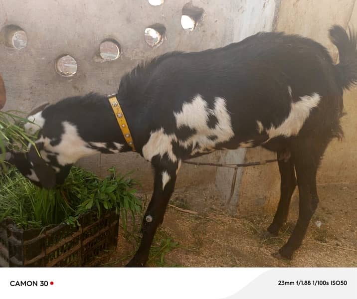 Black & White Desi Bakri Pair for Sale 0