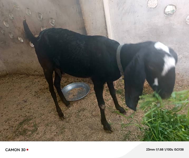 Black & White Desi Bakri Pair for Sale 1