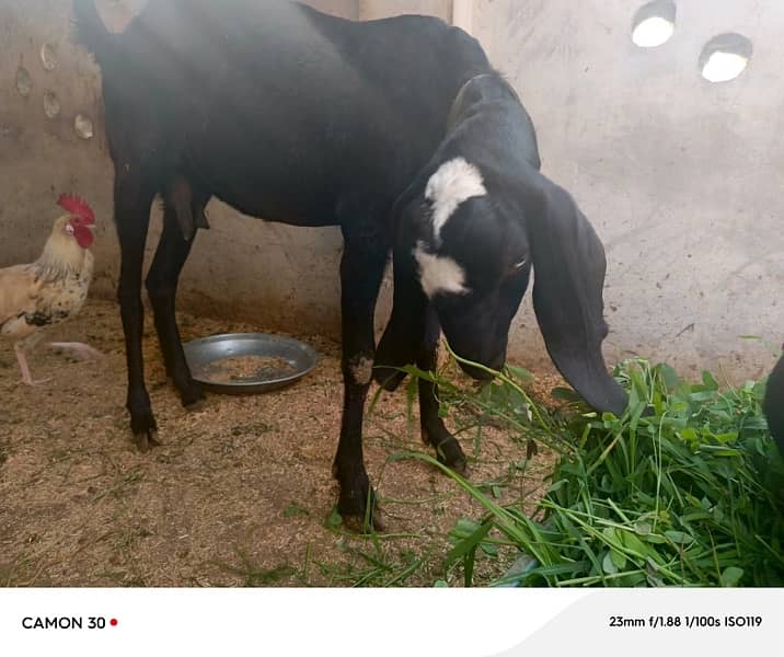 Black & White Desi Bakri Pair for Sale 2