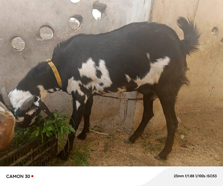 Black & White Desi Bakri Pair for Sale 4