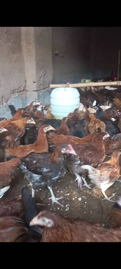 Golden Misri 3.5 Month old chicks active & vaccinated chicks available