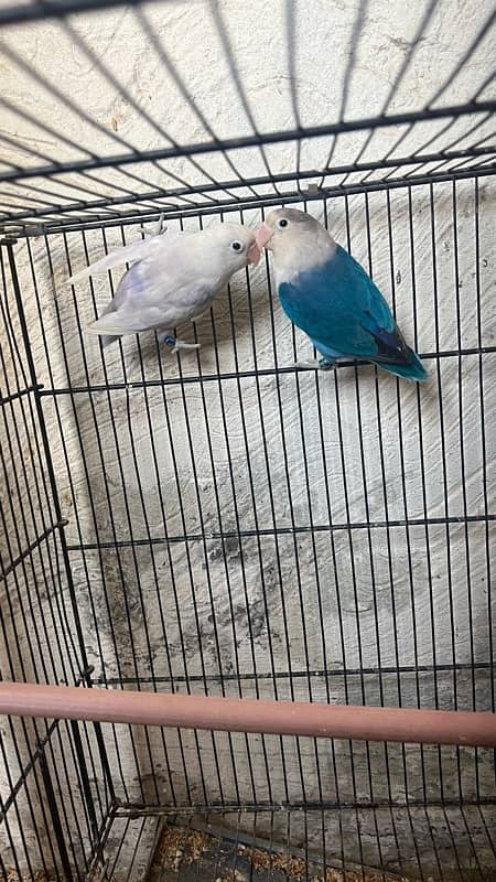 love birds pair split pale fellow in low price urgent sale 3