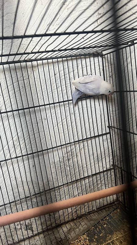 love birds pair split pale fellow in low price urgent sale 4