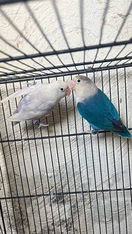 love birds pair split pale fellow in low price urgent sale 0