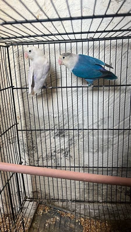 love birds pair split pale fellow in low price urgent sale 1