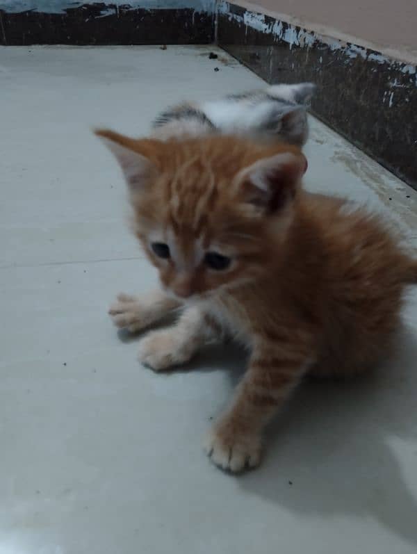 kittens for sale 1