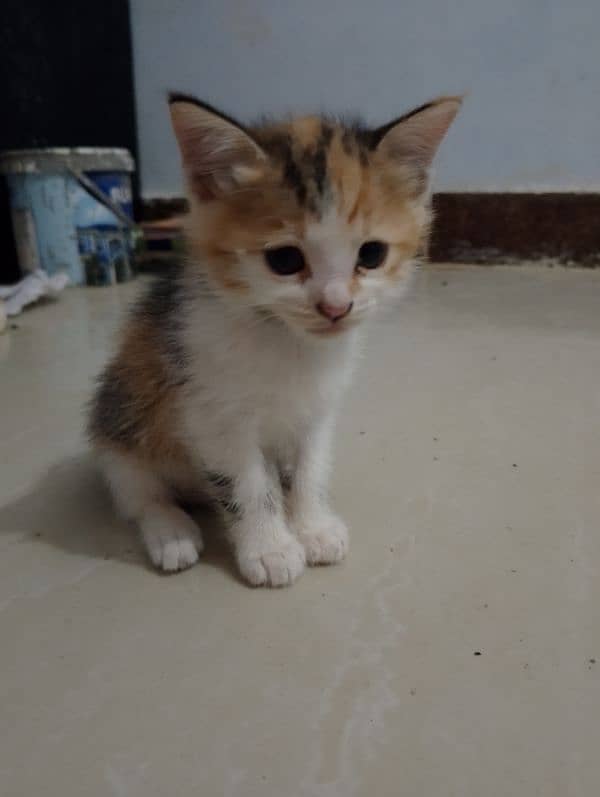 kittens for sale 2