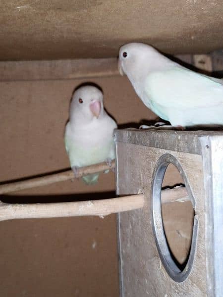 2 love birds pairs ready to breed 2 pairs ny eggs b dy diyay han 1