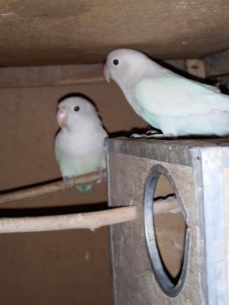 2 love birds pairs ready to breed 2 pairs ny eggs b dy diyay han 2