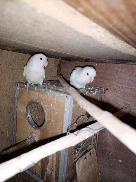 2 love birds pairs ready to breed 2 pairs ny eggs b dy diyay han 7