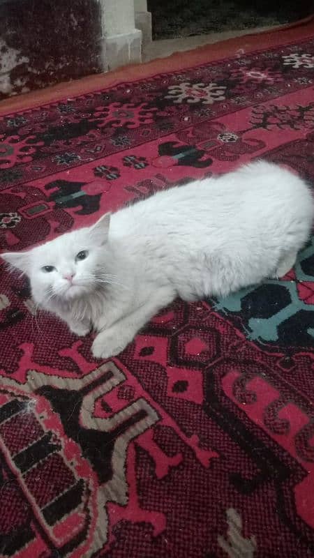 Persian kitten female 0