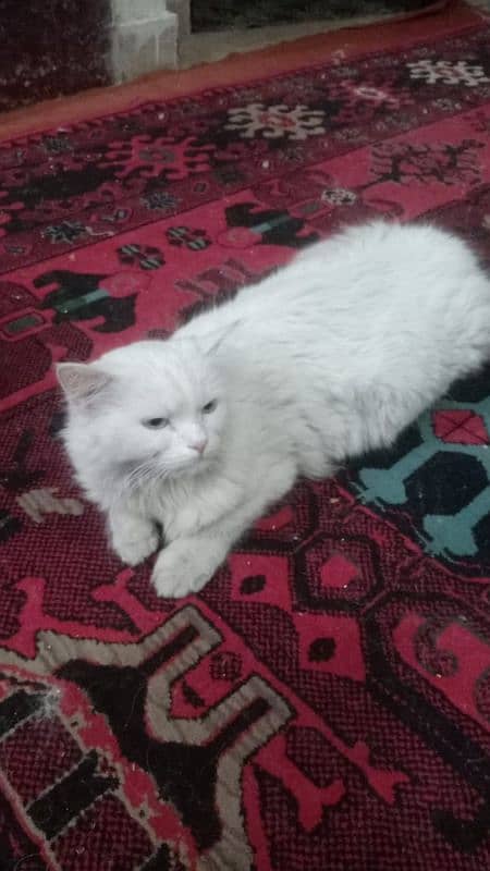 Persian kitten female 1