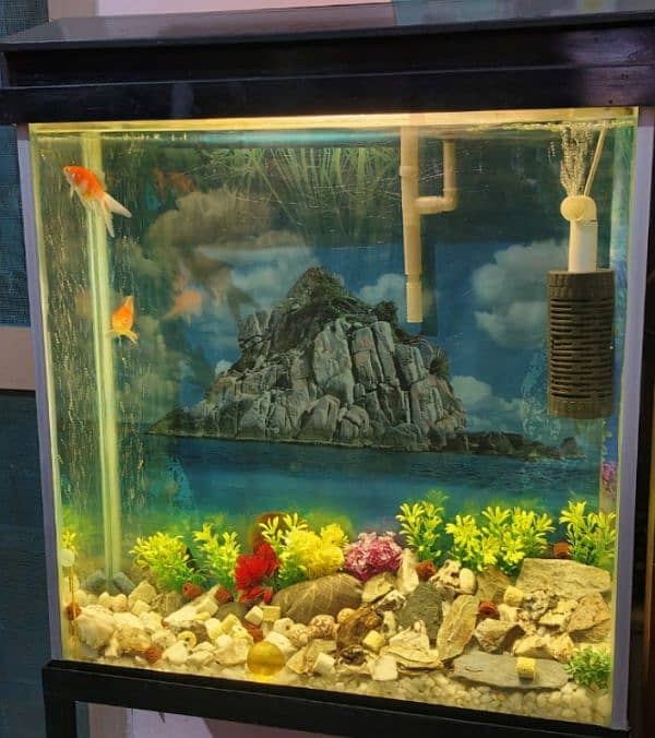 goldfish aquarium Good condition 1