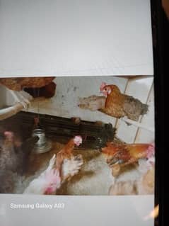 golden misiri hens egg laying 13 piece 03246263566