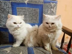 Persian Cat  pair | urgent Sell