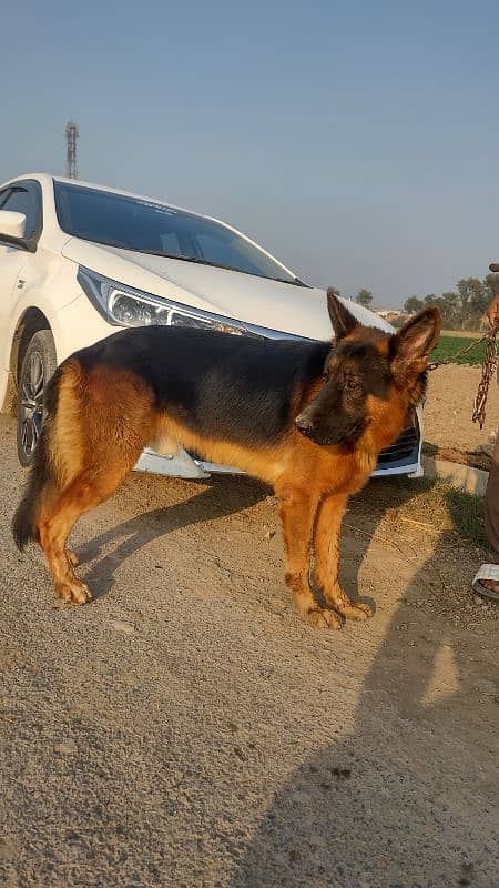 German shepherd Black mask 5