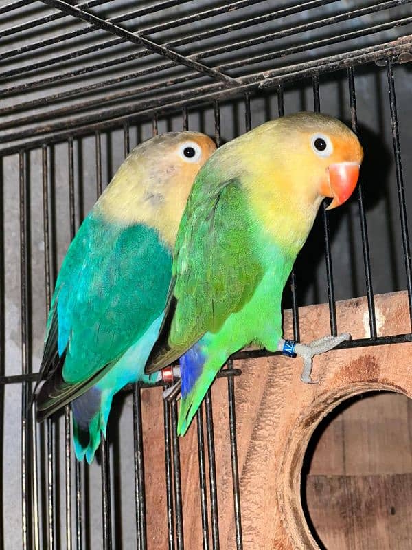 love birds Breader pair ha gr ke Bread  all setup sale krna ha 0