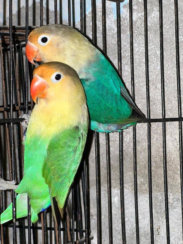 love birds Breader pair ha gr ke Bread  all setup sale krna ha 1