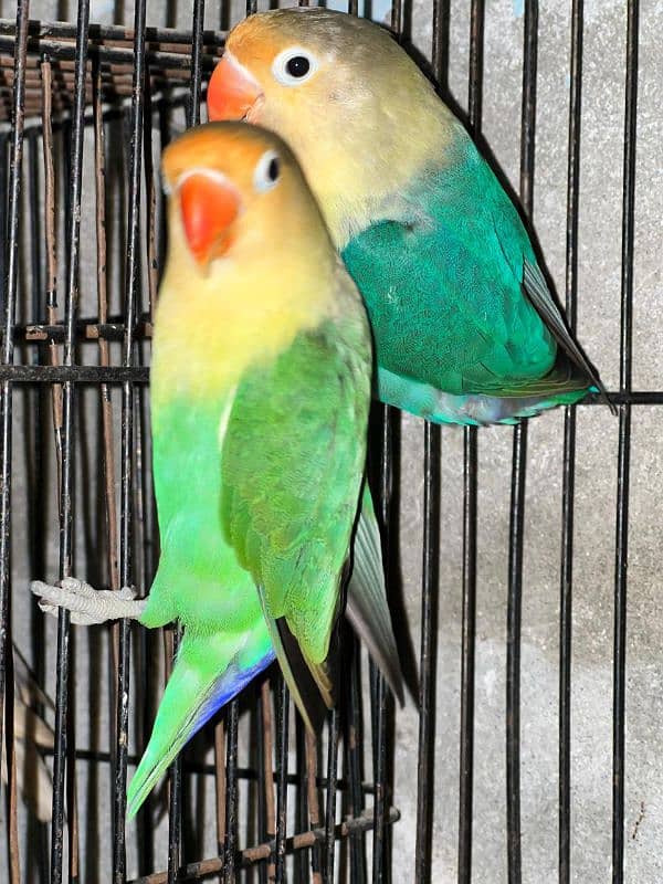 love birds Breader pair ha gr ke Bread  all setup sale krna ha 2