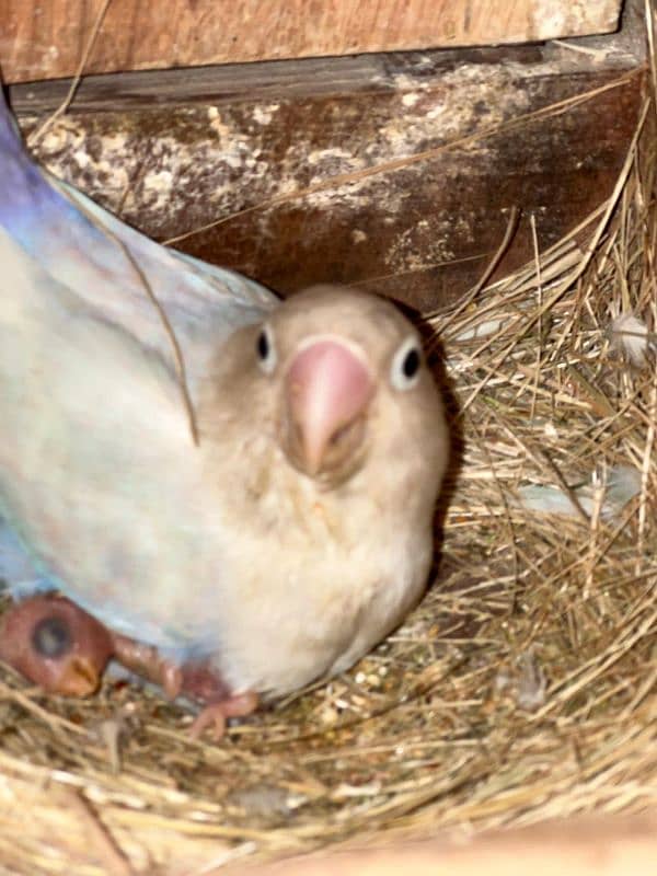 love birds Breader pair ha gr ke Bread  all setup sale krna ha 8