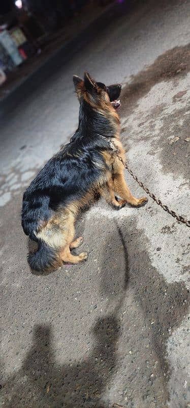 pink pedgree German Shephed vaccination dog for sale reasonable price 2