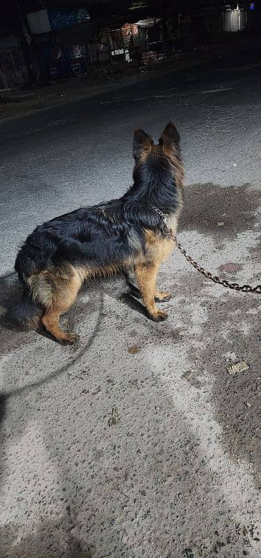 pink pedgree German Shephed vaccination dog for sale reasonable price 3