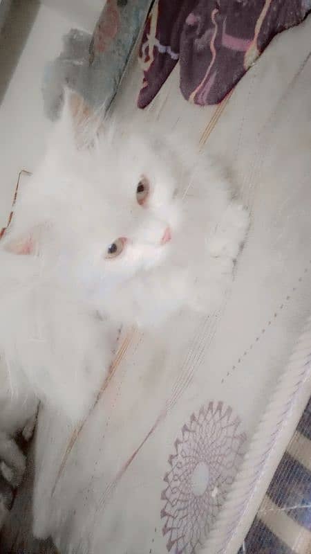 mother and 4 baby Persian cats 3 female 1 male 1 mother all setup sale 1