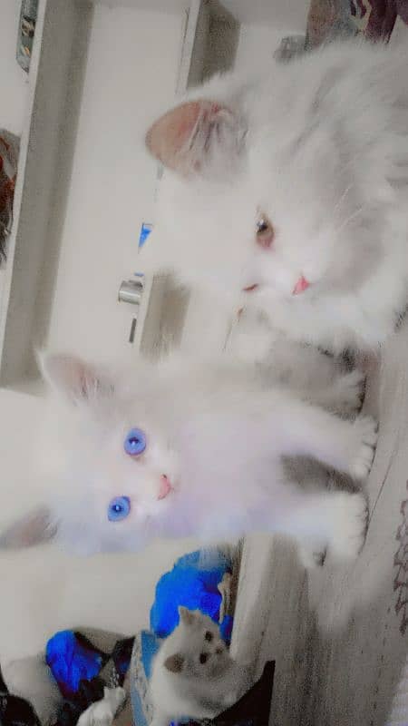 mother and 4 baby Persian cats 3 female 1 male 1 mother all setup sale 2