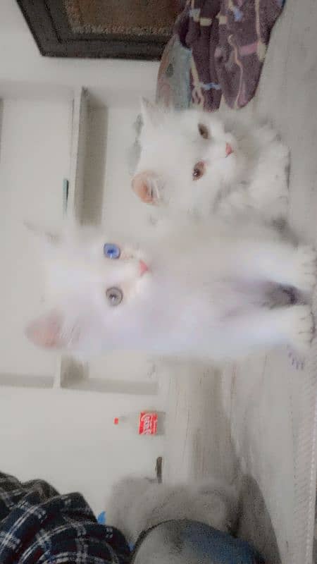 mother and 4 baby Persian cats 3 female 1 male 1 mother all setup sale 3