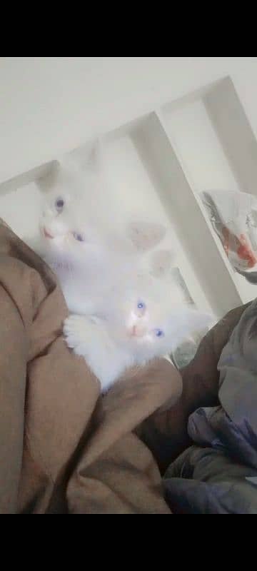 mother and 4 baby Persian cats 3 female 1 male 1 mother all setup sale 6