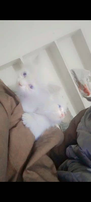 mother and 4 baby Persian cats 3 female 1 male 1 mother all setup sale 7