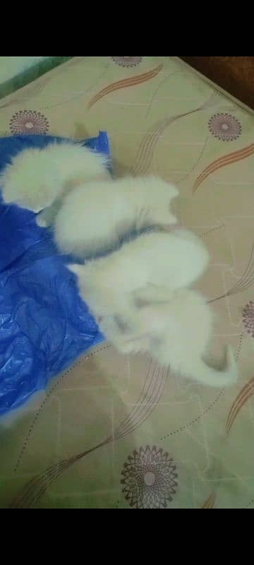 mother and 4 baby Persian cats 3 female 1 male 1 mother all setup sale 8