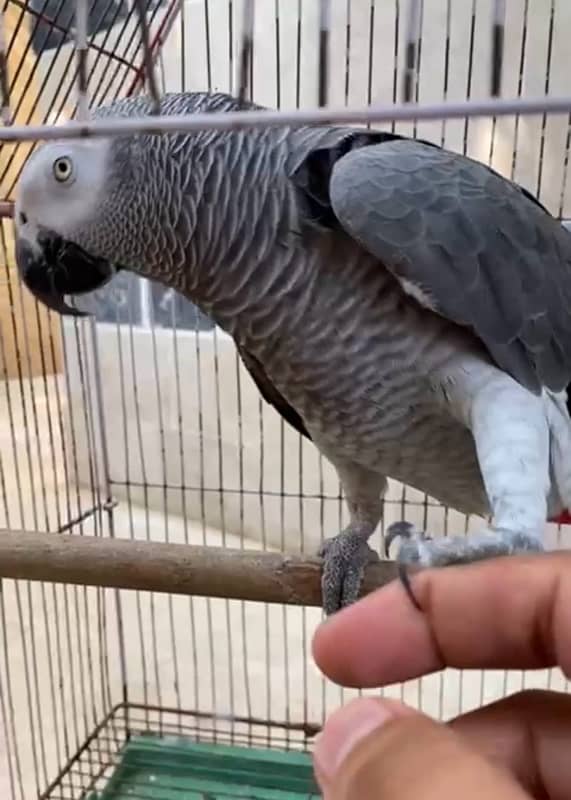 African Gray Parrot 0