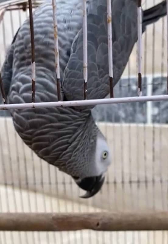 African Gray Parrot 1