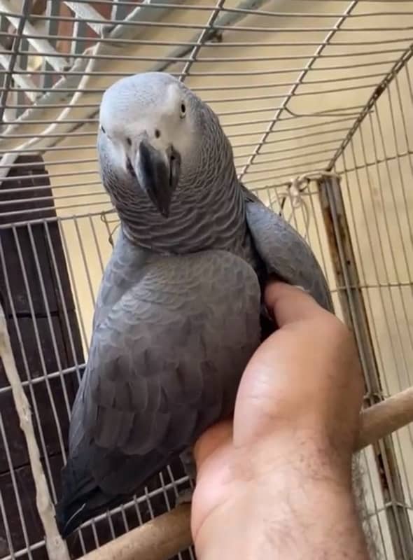 African Gray Parrot 2