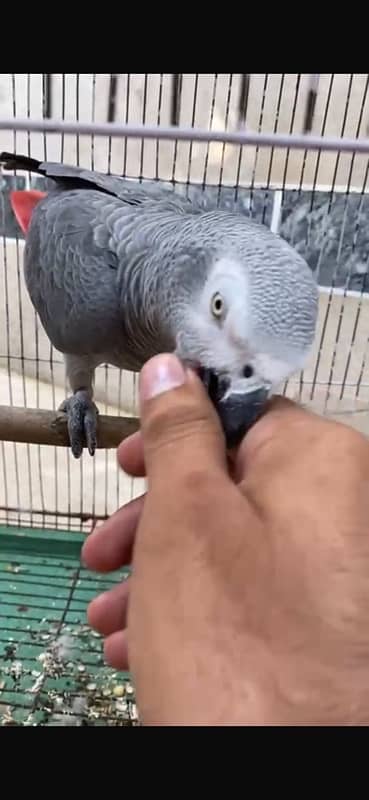 African Gray Parrot 3