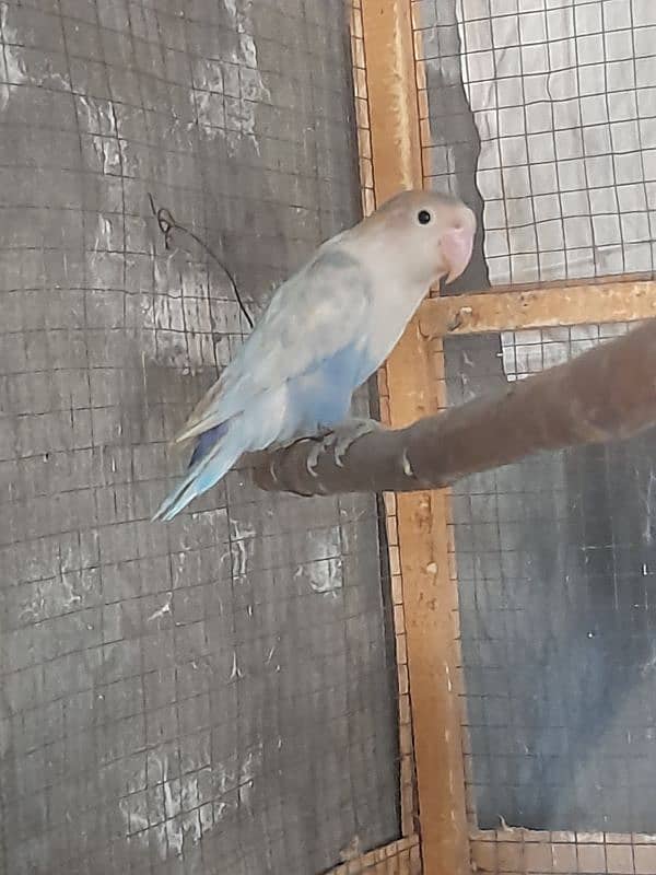 pastelino love bird breeding pair 3500 price  03324957118 0