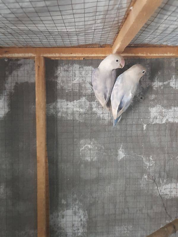 pastelino love bird breeding pair 3500 price  03324957118 1