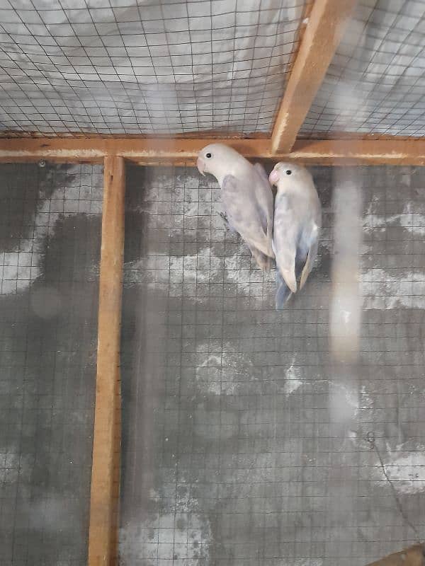 pastelino love bird breeding pair 3500 price  03324957118 2