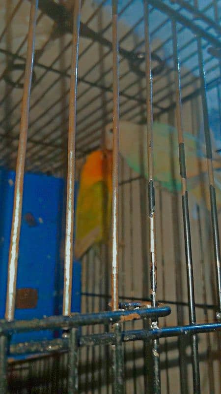 male blue pastleno+female pale fellow pair age1.2  breed k liye ready 0