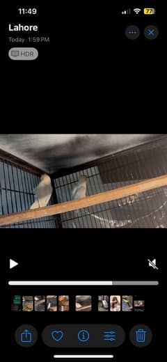 creamino pair albino red eye breeder pair available