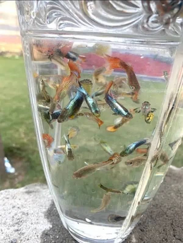 Guppy Fish Attractive colors Delivery availbale 1