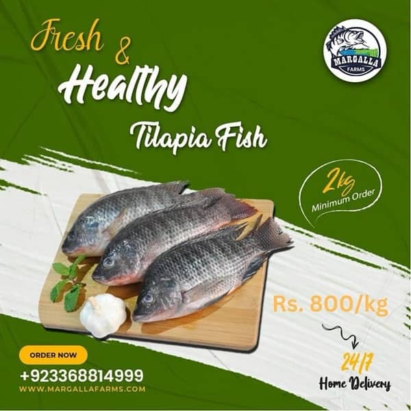 Tilapia Fish Fresh from the Farm to your door step Islamabad 0