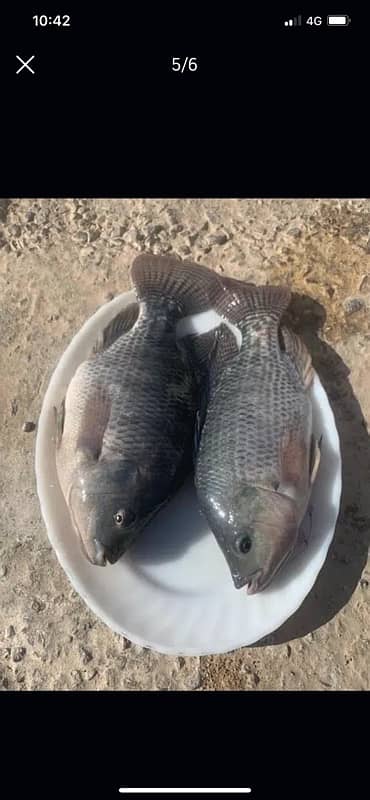 Tilapia Fish Fresh from the Farm to your door step Islamabad 1