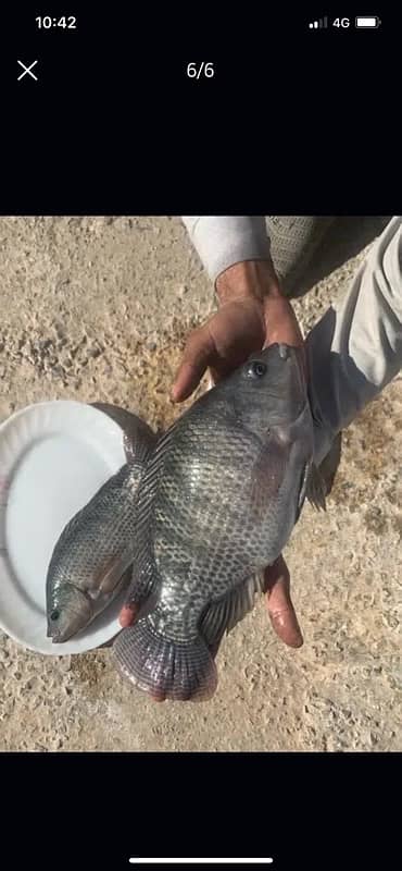 Tilapia Fish Fresh from the Farm to your door step Islamabad 2